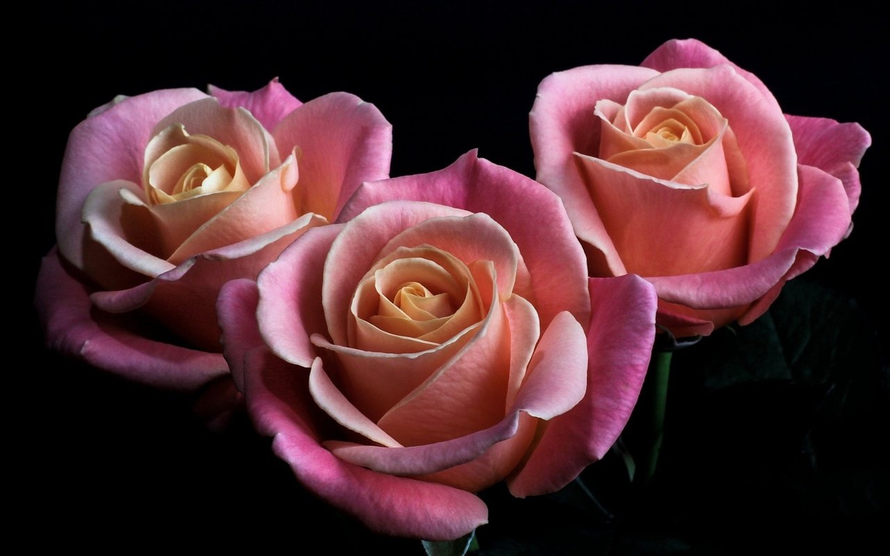 Обои цветы, бутоны, розы, лепестки, черный фон, розовые, flowers, buds, roses, petals, black background, pink разрешение 1920x1200 Загрузить