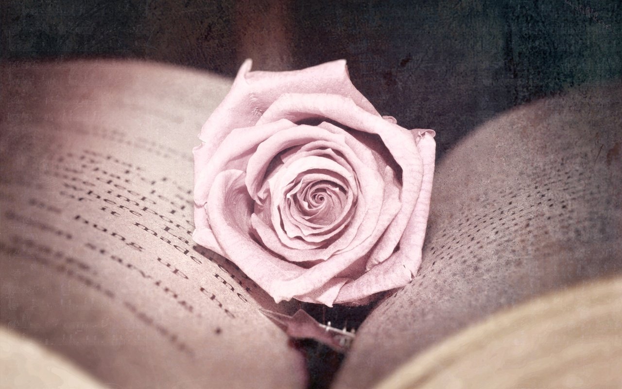 Обои цветок, роза, обработка, розовая, книга, страницы, flower, rose, treatment, pink, book, page разрешение 2560x1600 Загрузить