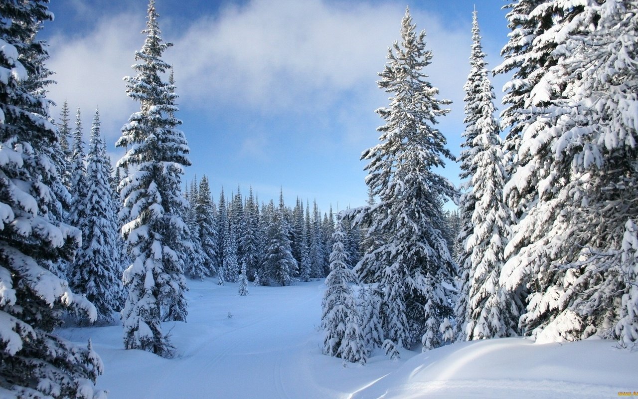 Обои небо, снег, зима, елки, ели, the sky, snow, winter, tree, ate разрешение 1920x1080 Загрузить