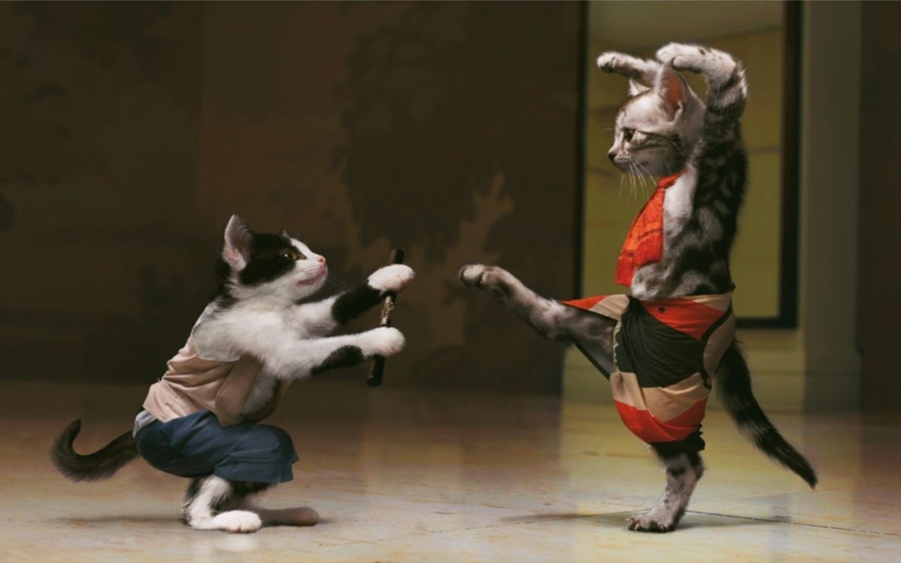 Обои кошка, коты, юмор, кошки, красивые, смешная картинка, на которой изображены, котята-каратисты., cat, cats, humor, beautiful, funny picture, which shows, kittens-karate. разрешение 1920x1080 Загрузить