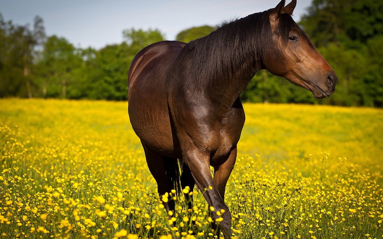 Обои цветы, лошадь, природа, лето, конь, flowers, horse, nature, summer разрешение 1920x1280 Загрузить