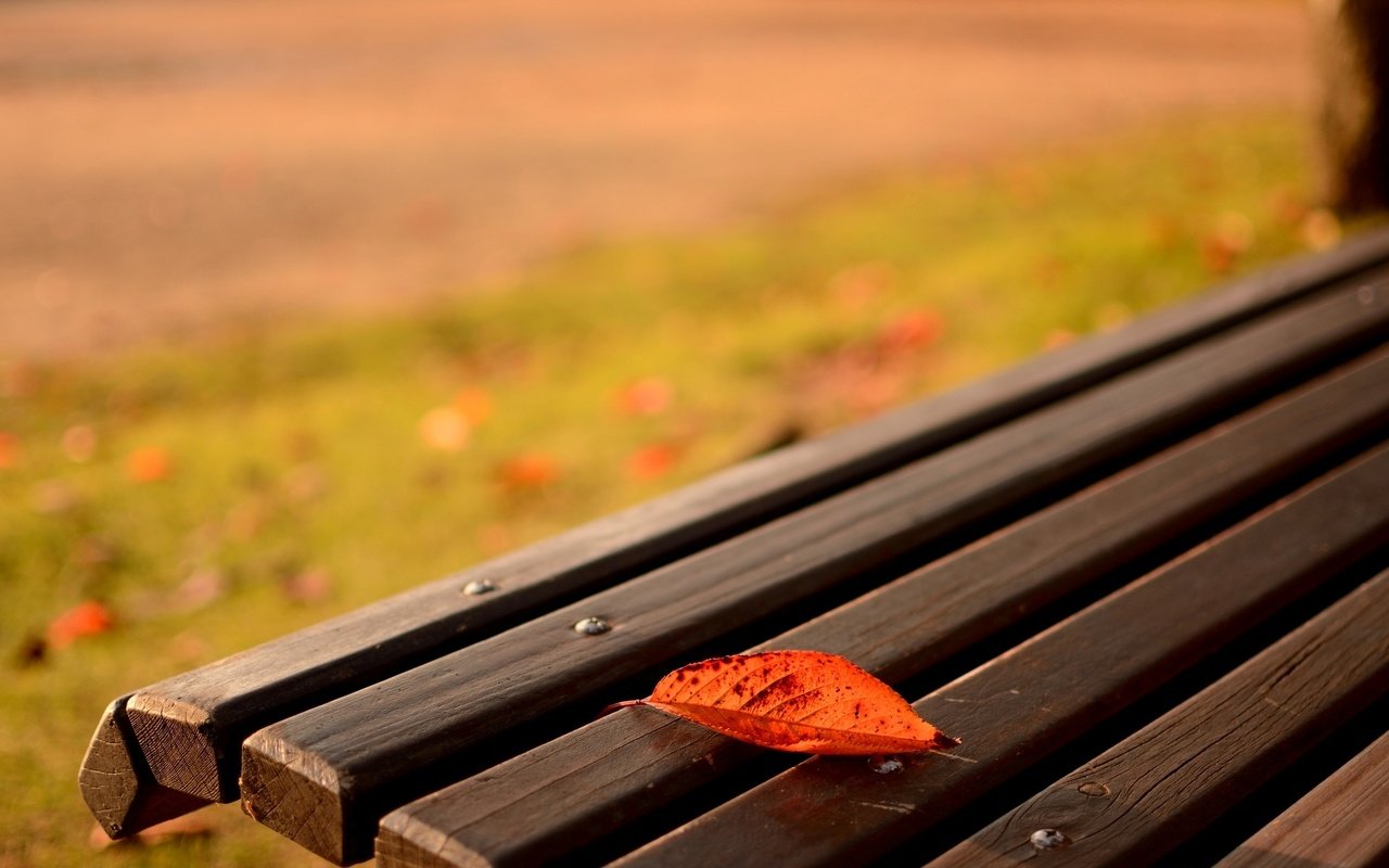 Обои природа, макро, осень, лист, скамейка, nature, macro, autumn, sheet, bench разрешение 1920x1200 Загрузить