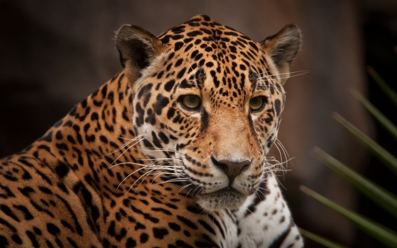 Обои морда, хищник, ягуар, face, predator, jaguar разрешение 2048x1290 Загрузить
