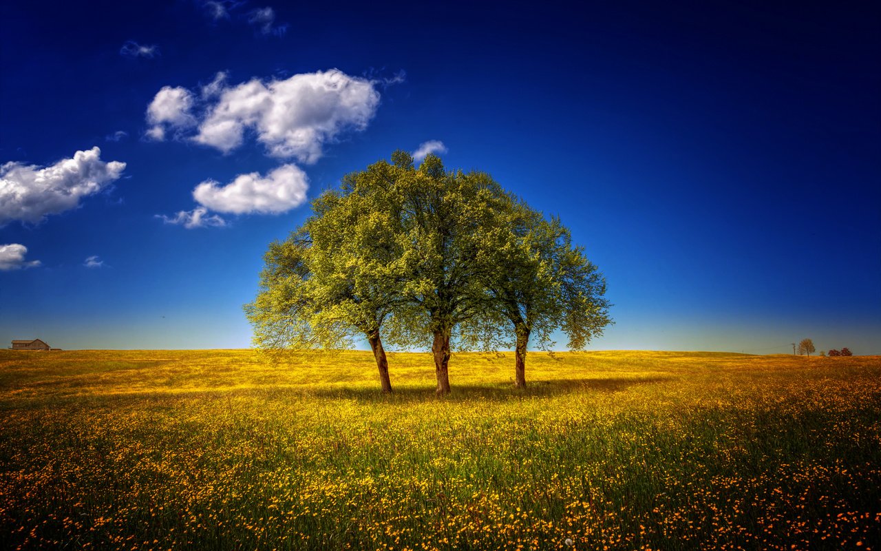 Обои небо, цветы, деревья, пейзаж, поле, луг, the sky, flowers, trees, landscape, field, meadow разрешение 1920x1280 Загрузить