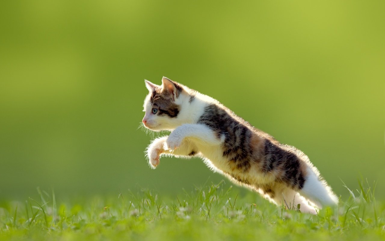 Обои трава, кошка, котенок, прыжок, grass, cat, kitty, jump разрешение 7000x4667 Загрузить