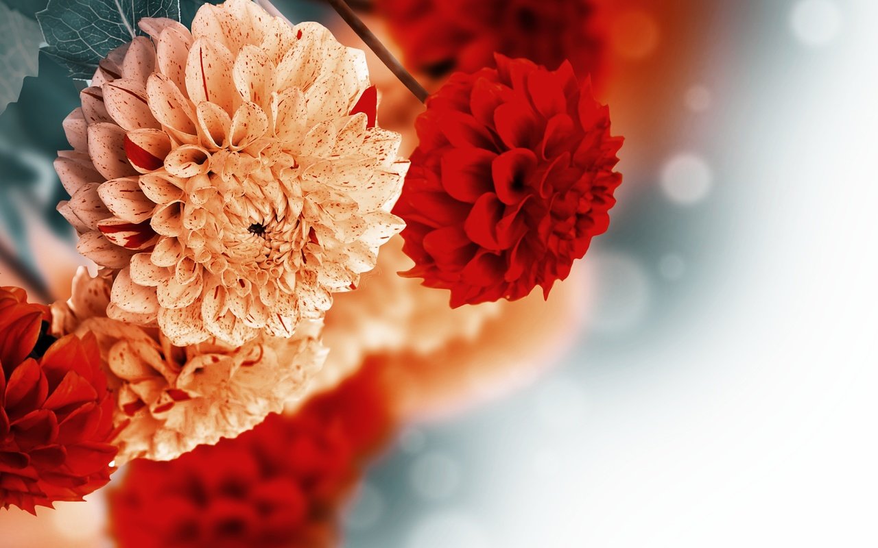 Обои цветы, фон, георгины, flowers, background, dahlias разрешение 4500x2835 Загрузить