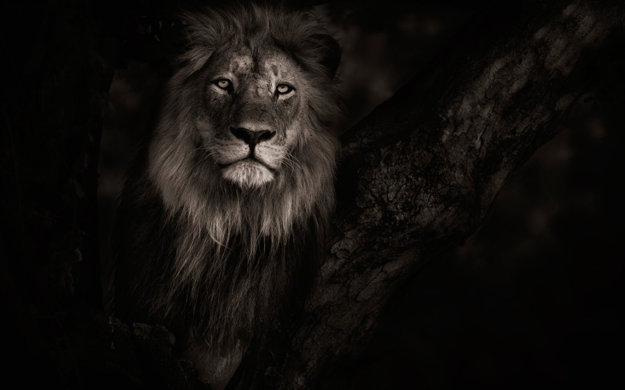 Обои фон, хищник, лев, background, predator, leo разрешение 2500x1714 Загрузить