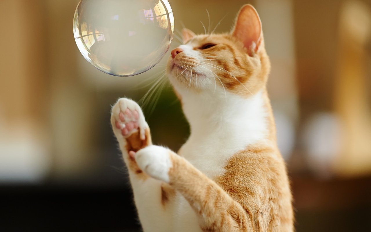 Обои кот, лапы, игра, рыжий, мыльный пузырь, cat, paws, the game, red, bubble разрешение 2048x1363 Загрузить