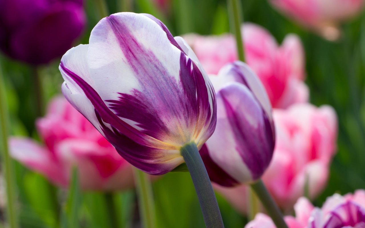 Обои цветы, тюльпаны, flowers, tulips разрешение 2048x1365 Загрузить
