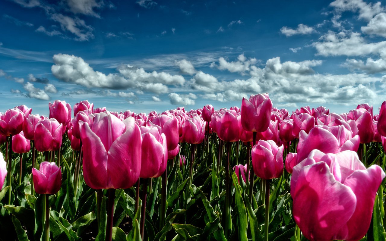 Обои небо, цветы, облака, поле, луг, весна, тюльпаны, розовые, the sky, flowers, clouds, field, meadow, spring, tulips, pink разрешение 2048x1365 Загрузить