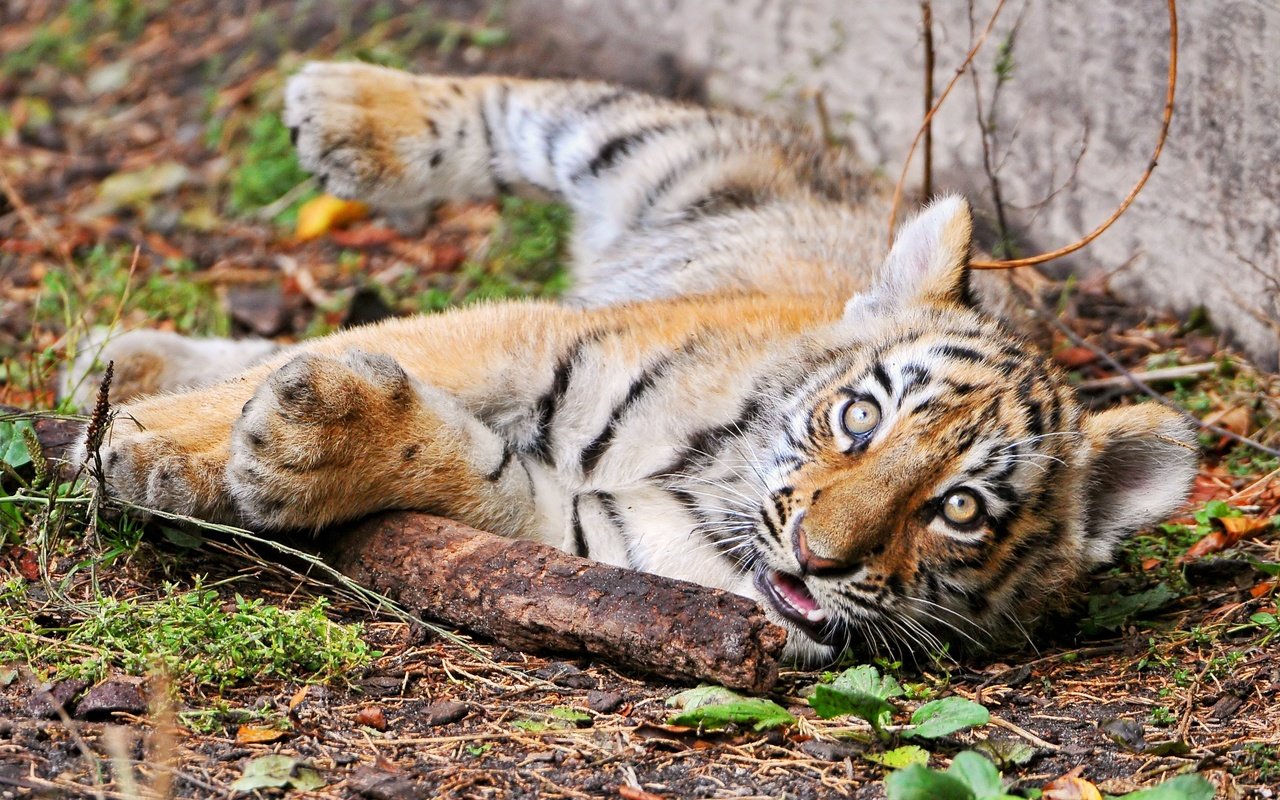 Обои тигр, взгляд, тигренок, детеныш, tiger, look, cub разрешение 3110x2064 Загрузить