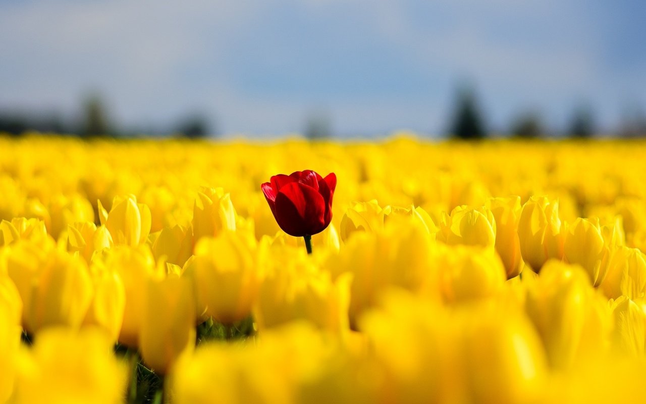 Обои цветы, поле, красный, весна, тюльпаны, желтые, flowers, field, red, spring, tulips, yellow разрешение 2046x1306 Загрузить