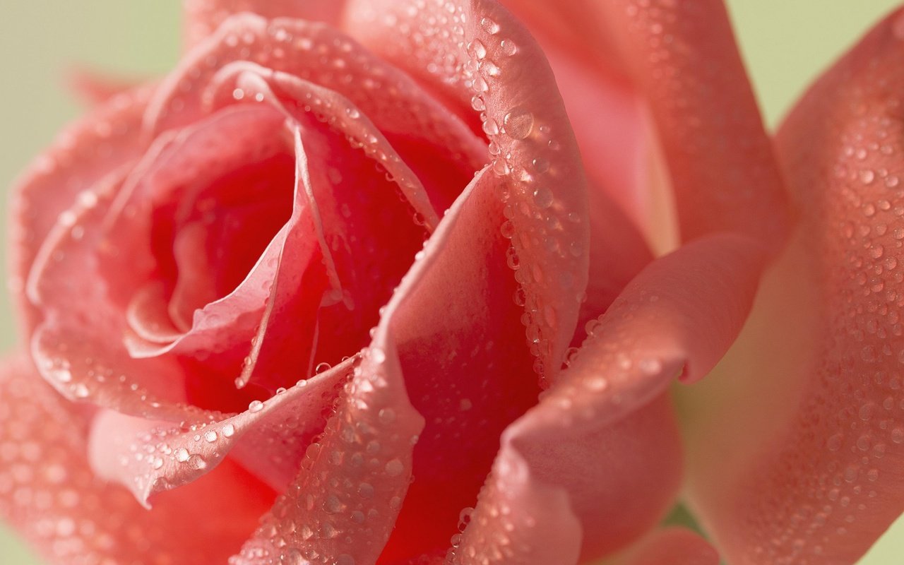 Обои вода, цветок, роза, розовая.капли, water, flower, rose, pink.drops разрешение 2048x1365 Загрузить