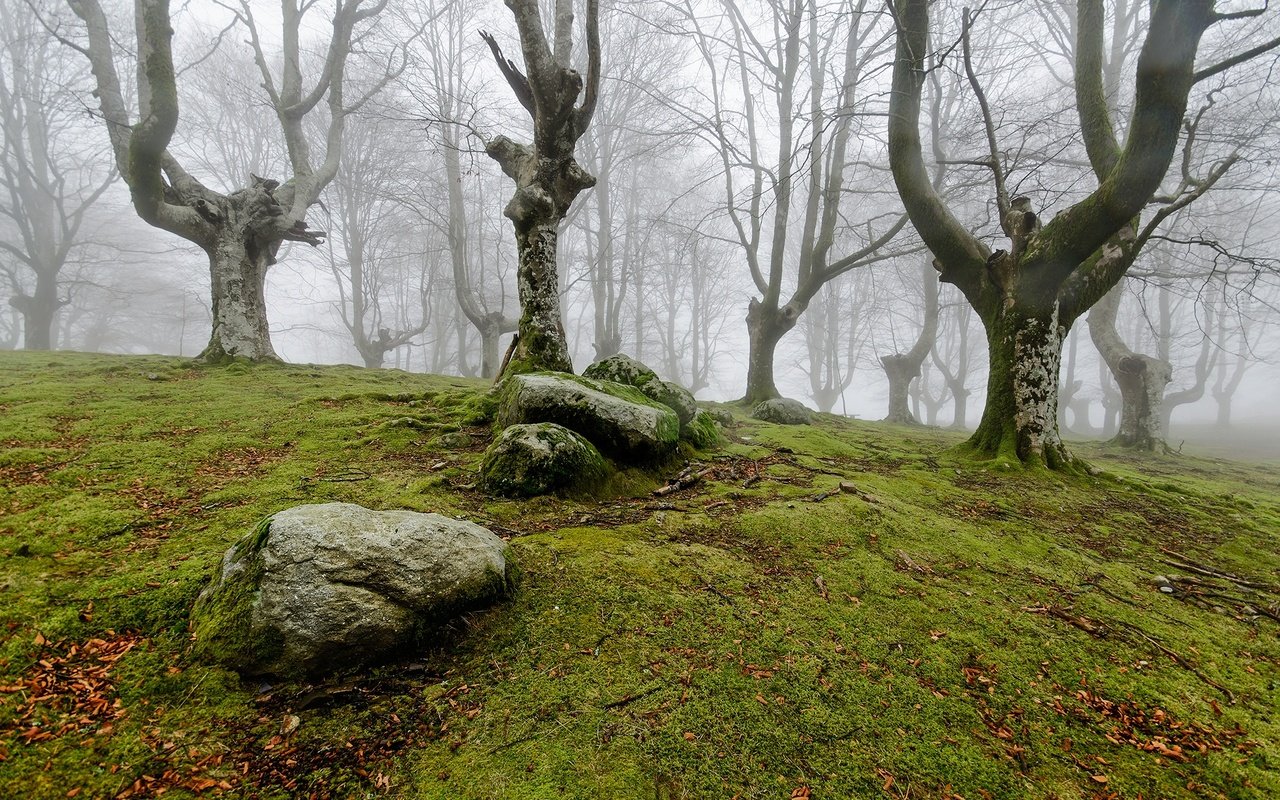 Обои деревья, природа, камни, лес, туман, мох, trees, nature, stones, forest, fog, moss разрешение 2000x1325 Загрузить