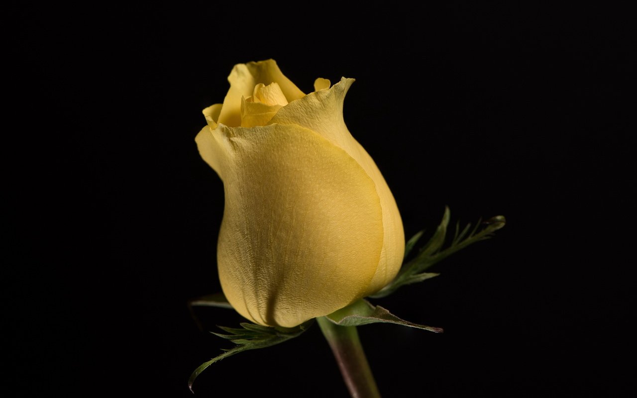 Обои цветок, роза, бутон, черный фон, жёлтая, цветком, flower, rose, bud, black background, yellow разрешение 2560x1600 Загрузить