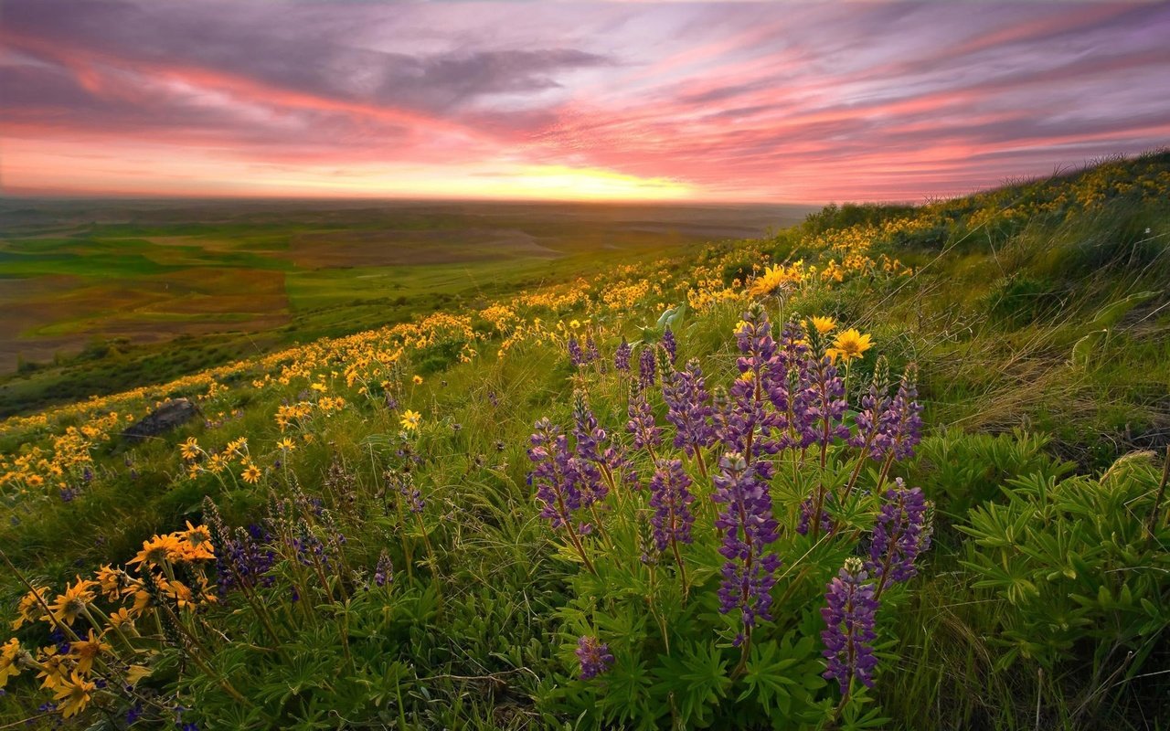 Обои природа, пейзаж, поле, луг, цветы.закат, nature, landscape, field, meadow, flowers.sunset разрешение 1920x1200 Загрузить