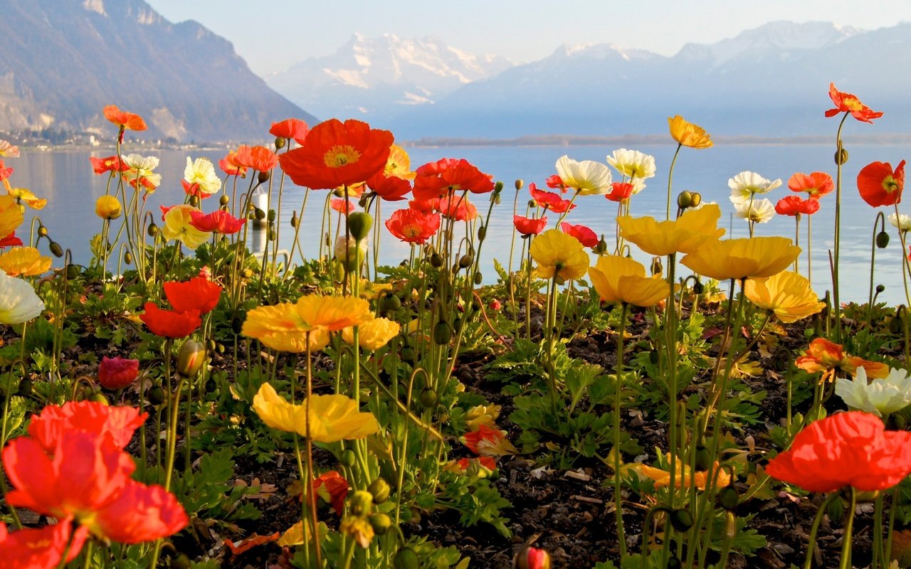 Обои небо, цветы, озеро, горы, маки, the sky, flowers, lake, mountains, maki разрешение 1920x1280 Загрузить