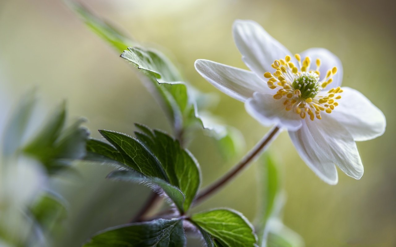 Обои цветок, белый, боке, анемона, ветреница, flower, white, bokeh, anemone разрешение 2048x1365 Загрузить