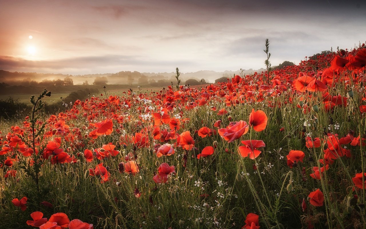 Обои цветы, облака, холмы, поле, маки, луг, flowers, clouds, hills, field, maki, meadow разрешение 2048x1365 Загрузить