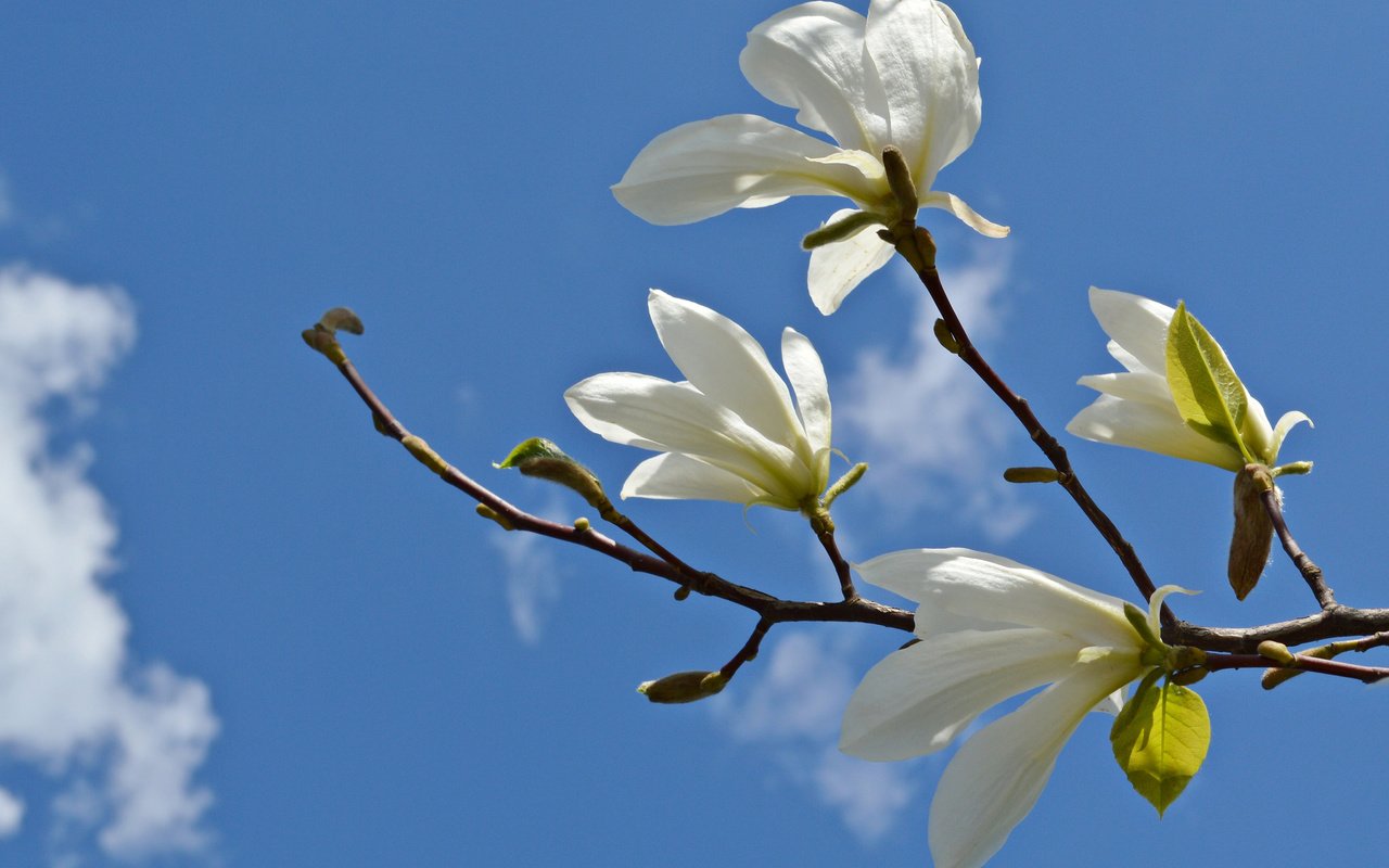 Обои небо, цветы, облака, ветка, магнолия, the sky, flowers, clouds, branch, magnolia разрешение 2048x1362 Загрузить