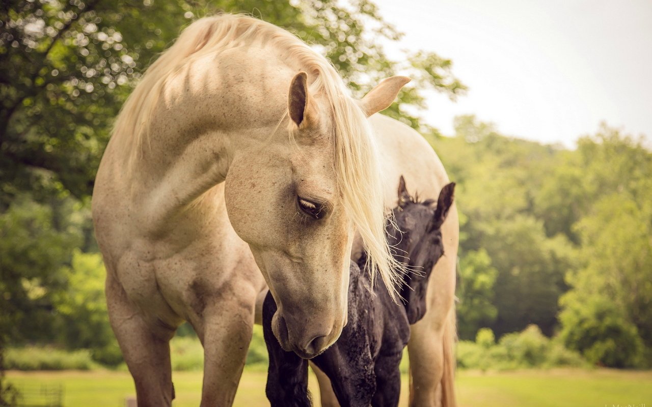 Обои природа, лето, лошади, кони, nature, summer, horse, horses разрешение 1920x1200 Загрузить