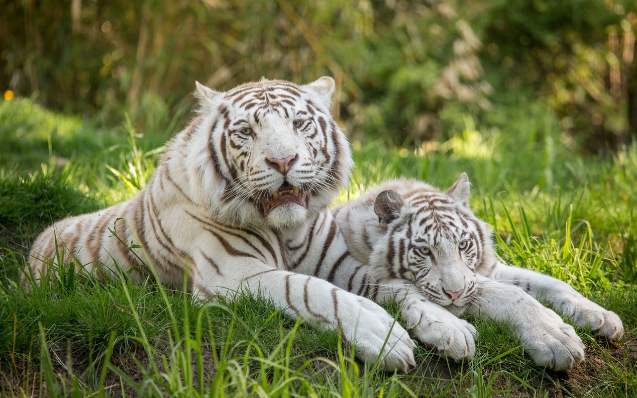 Обои тигр, трава, кошка, пара, отдых, белый тигр, tiger, grass, cat, pair, stay, white tiger разрешение 5184x3456 Загрузить