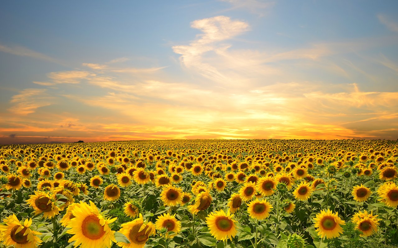 Обои небо, цветы, облака, поле, подсолнухи, the sky, flowers, clouds, field, sunflowers разрешение 4928x3264 Загрузить