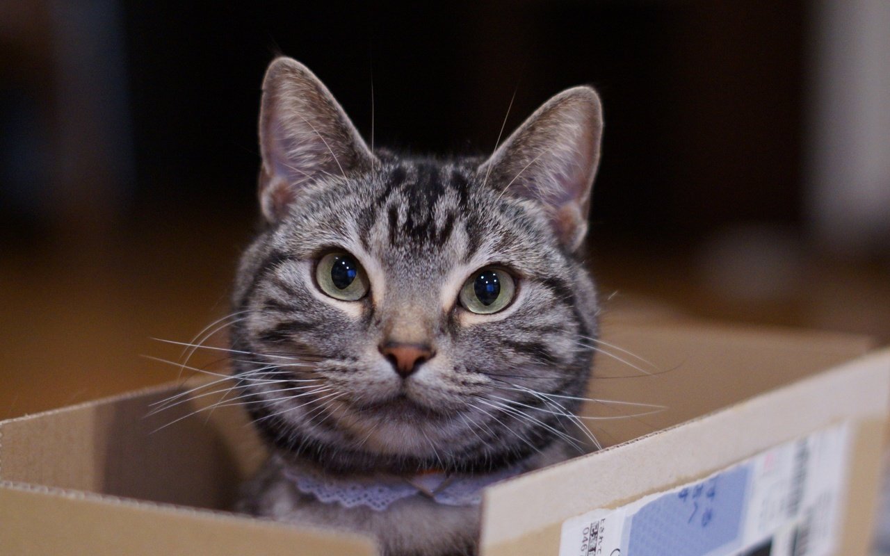 Обои глаза, кот, мордочка, усы, кошка, взгляд, коробка, eyes, cat, muzzle, mustache, look, box разрешение 5493x3661 Загрузить