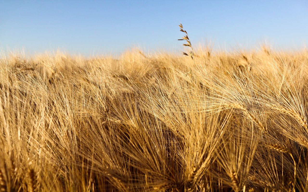 Обои небо, природа, макро, поле, колосья, пшеница, урожай, the sky, nature, macro, field, ears, wheat, harvest разрешение 2560x1600 Загрузить