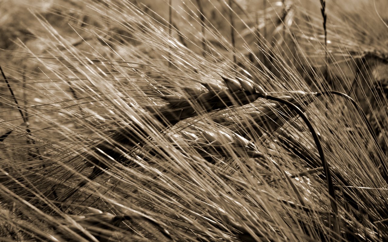 Обои природа, макро, поле, сепия, колосья, пшеница, урожай, nature, macro, field, sepia, ears, wheat, harvest разрешение 2560x1600 Загрузить