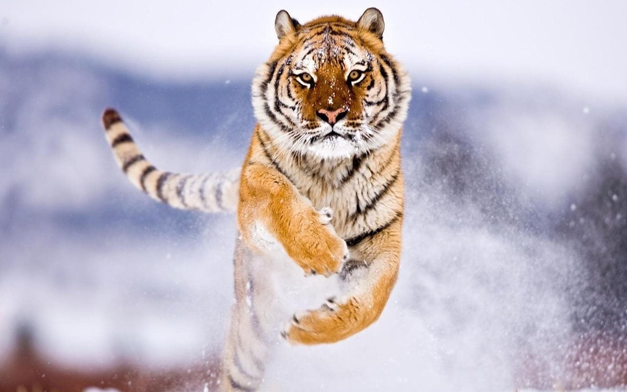 Обои тигр, снег, зима, прыжок, хищник, большие кошки, tiger, snow, winter, jump, predator, big cats разрешение 1920x1080 Загрузить