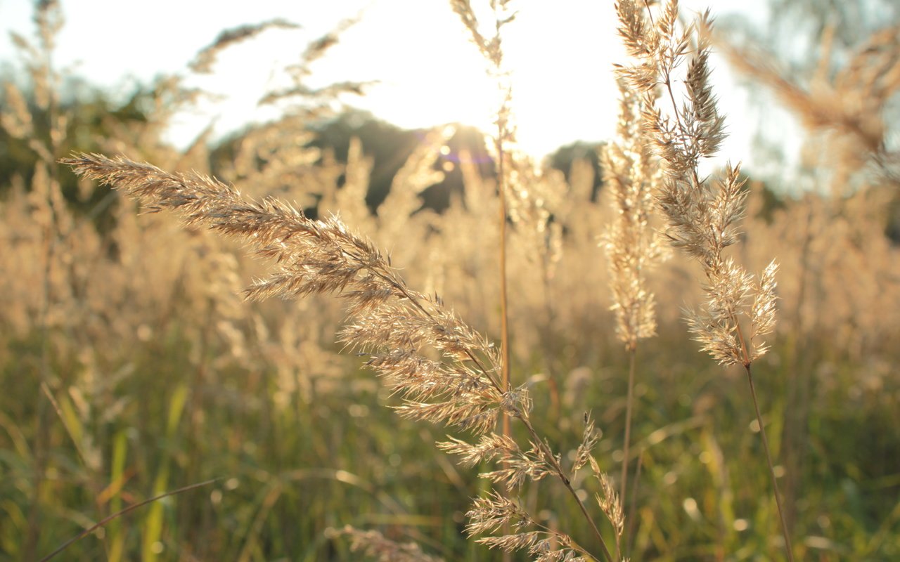 Обои трава, природа, растения, макро, поле, осень, колоски, колоски природа, grass, nature, plants, macro, field, autumn, spikelets, ears nature разрешение 5184x3456 Загрузить