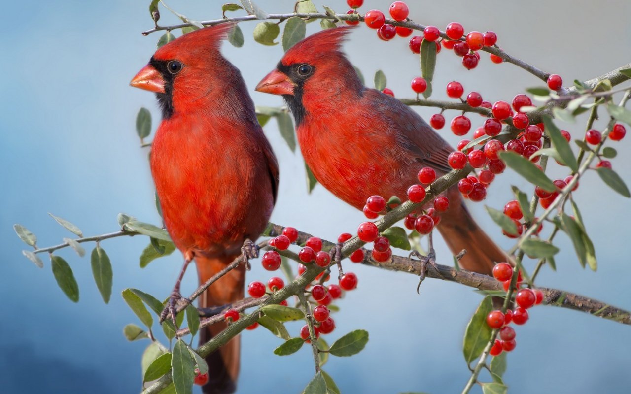 Обои ветки, птицы, парочка, ягоды, красный кардинал, кардиналы, branches, birds, a couple, berries, red cardinal, the cardinals разрешение 1920x1200 Загрузить