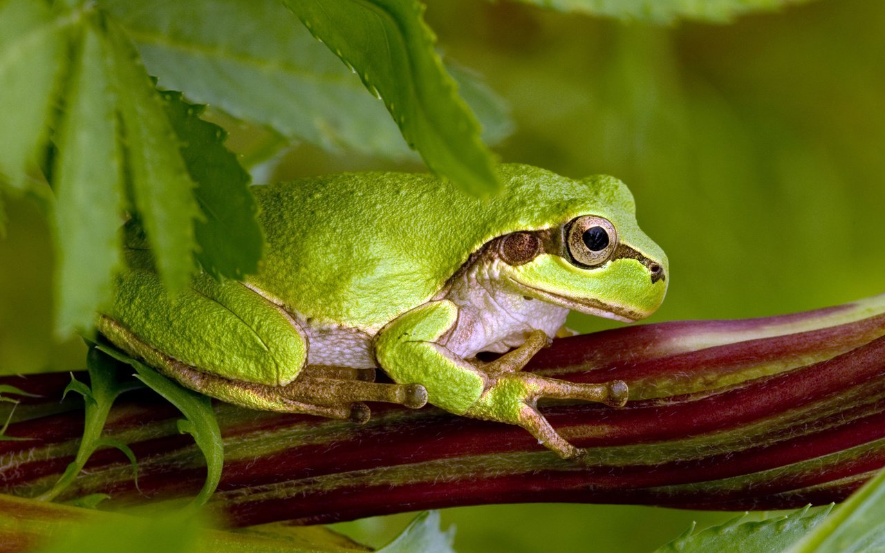 Обои поза, лягушка, зеленая, жаба,  листья, green toad, pose, frog, green, toad, leaves разрешение 1920x1200 Загрузить
