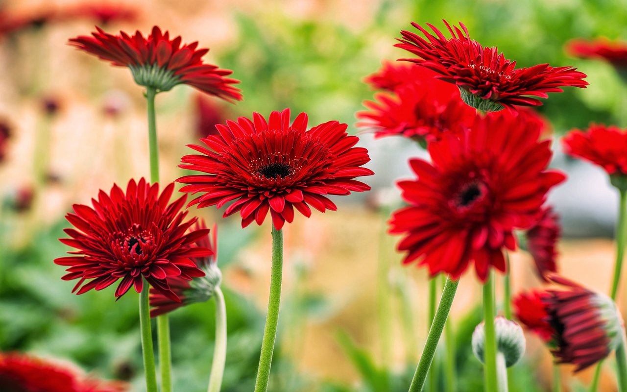 Обои цветы, цветение, красные, яркие, герберы, flowers, flowering, red, bright, gerbera разрешение 2048x1200 Загрузить