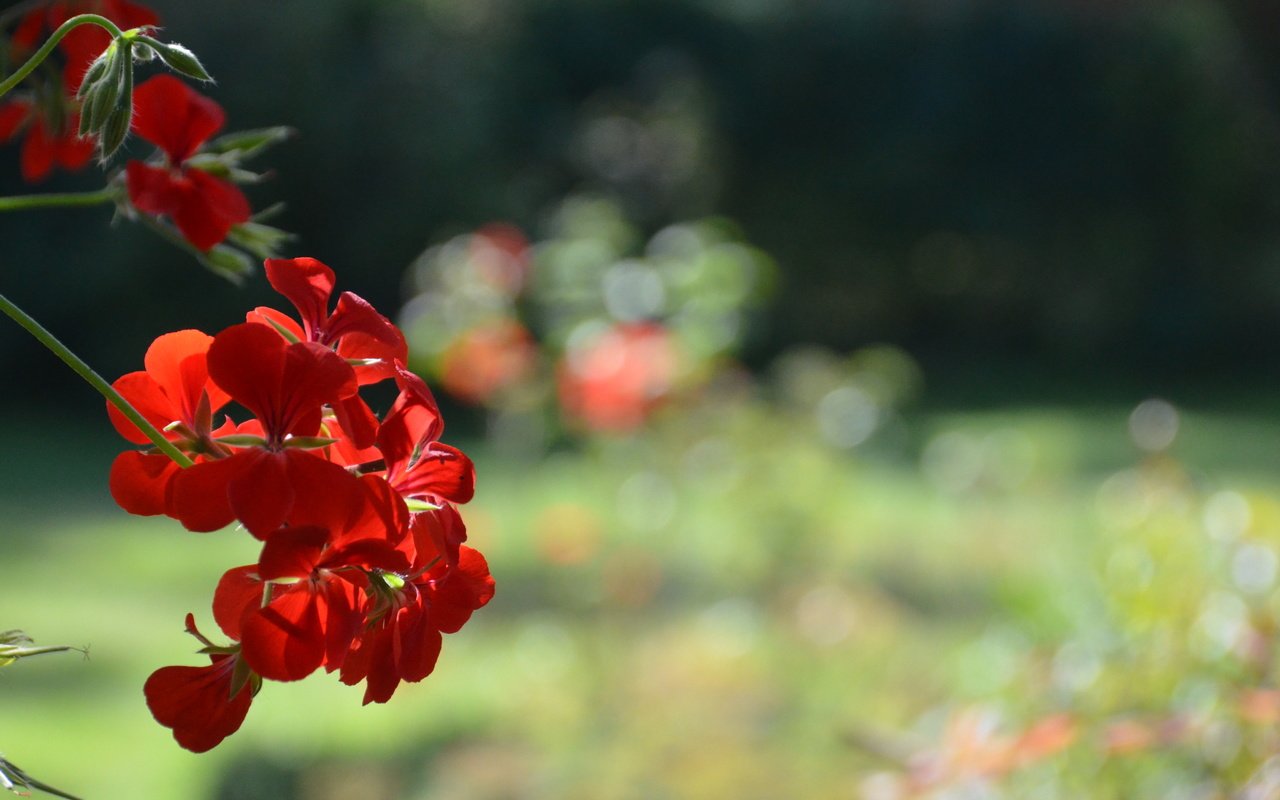 Обои природа, цветок, красный, nature, flower, red разрешение 4928x3264 Загрузить