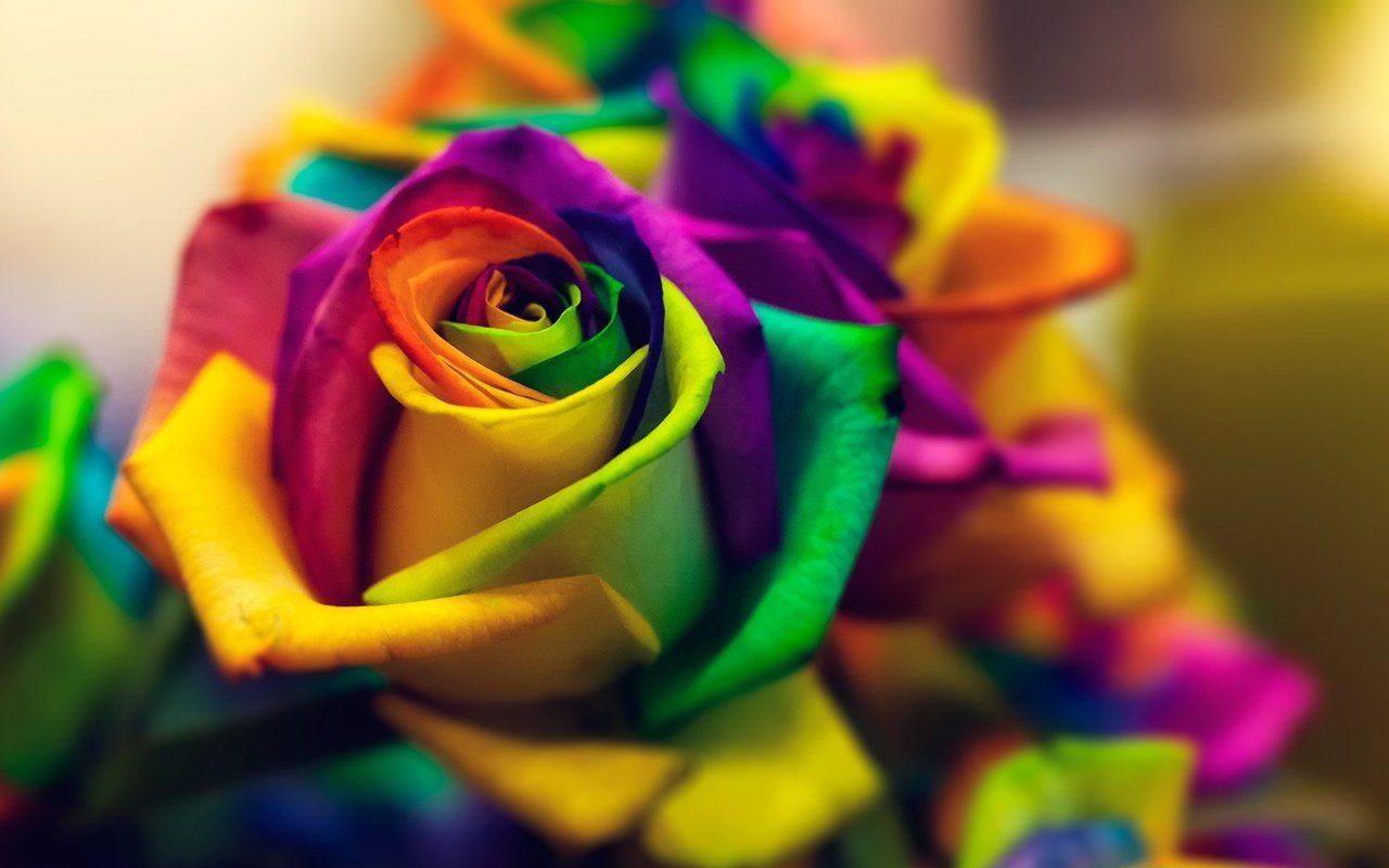 Обои цветок, роза, лепестки, разноцветные, многоцветный, flower, rose, petals, colorful, multicolor разрешение 1920x1080 Загрузить