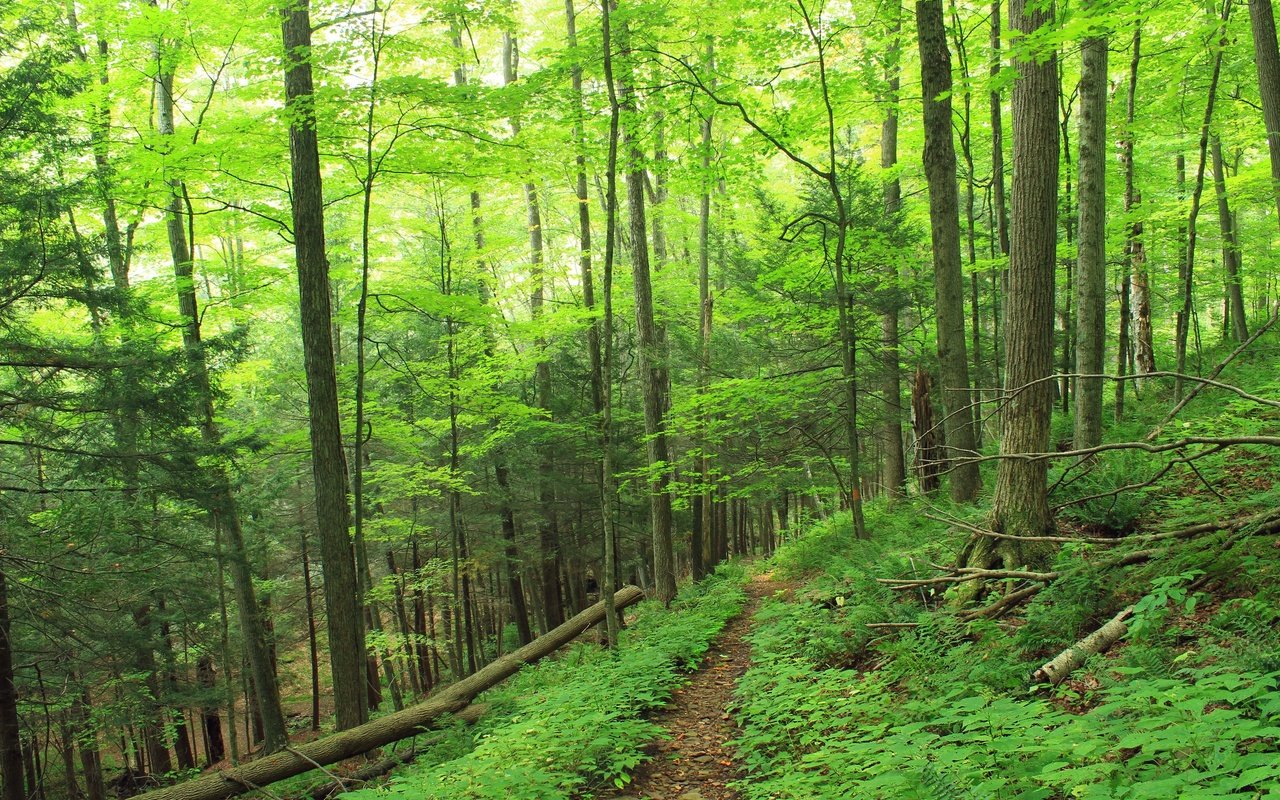 Обои деревья, природа, лес, тропинка, trees, nature, forest, path разрешение 2880x1920 Загрузить