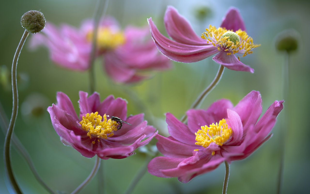 Обои цветы, природа, фон, ветреница, flowers, nature, background, anemone разрешение 2048x1365 Загрузить