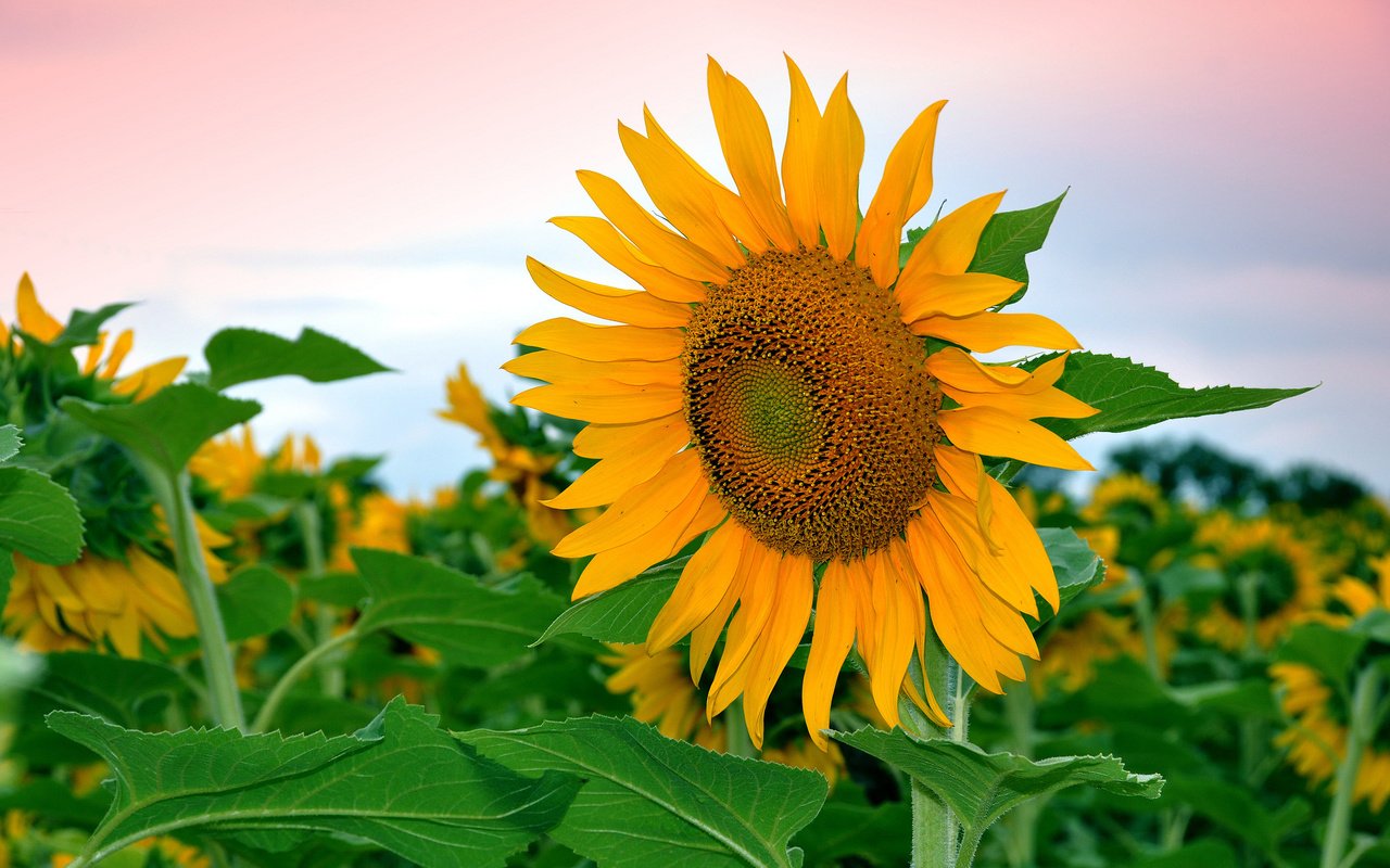 Обои небо, листья, цветок, поле, лепестки, подсолнух, the sky, leaves, flower, field, petals, sunflower разрешение 2048x1360 Загрузить