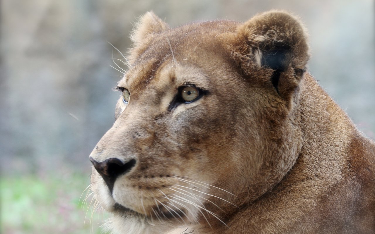 Обои фон, хищник, профиль, лев, львица, background, predator, profile, leo, lioness разрешение 2048x1365 Загрузить