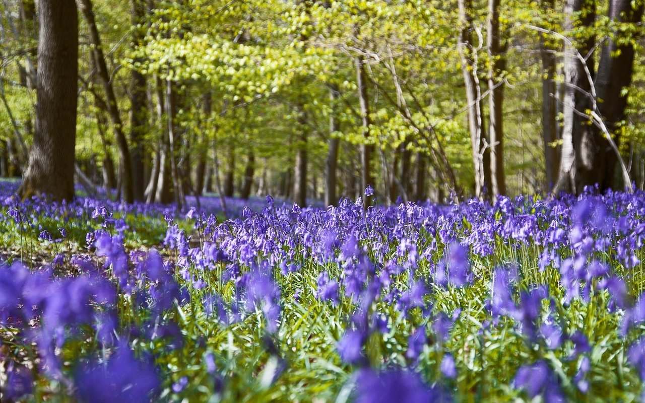 Обои цветы, природа, лес, flowers, nature, forest разрешение 2048x1278 Загрузить