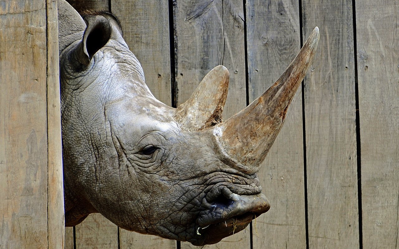 Обои морда, фон, носорог, зоопарк, face, background, rhino, zoo разрешение 1920x1200 Загрузить