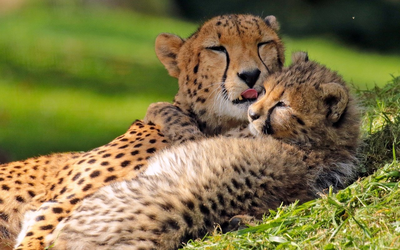 Обои котенок, любовь, детеныш, гепарды, материнство, kitty, love, cub, cheetahs, motherhood разрешение 2560x1600 Загрузить