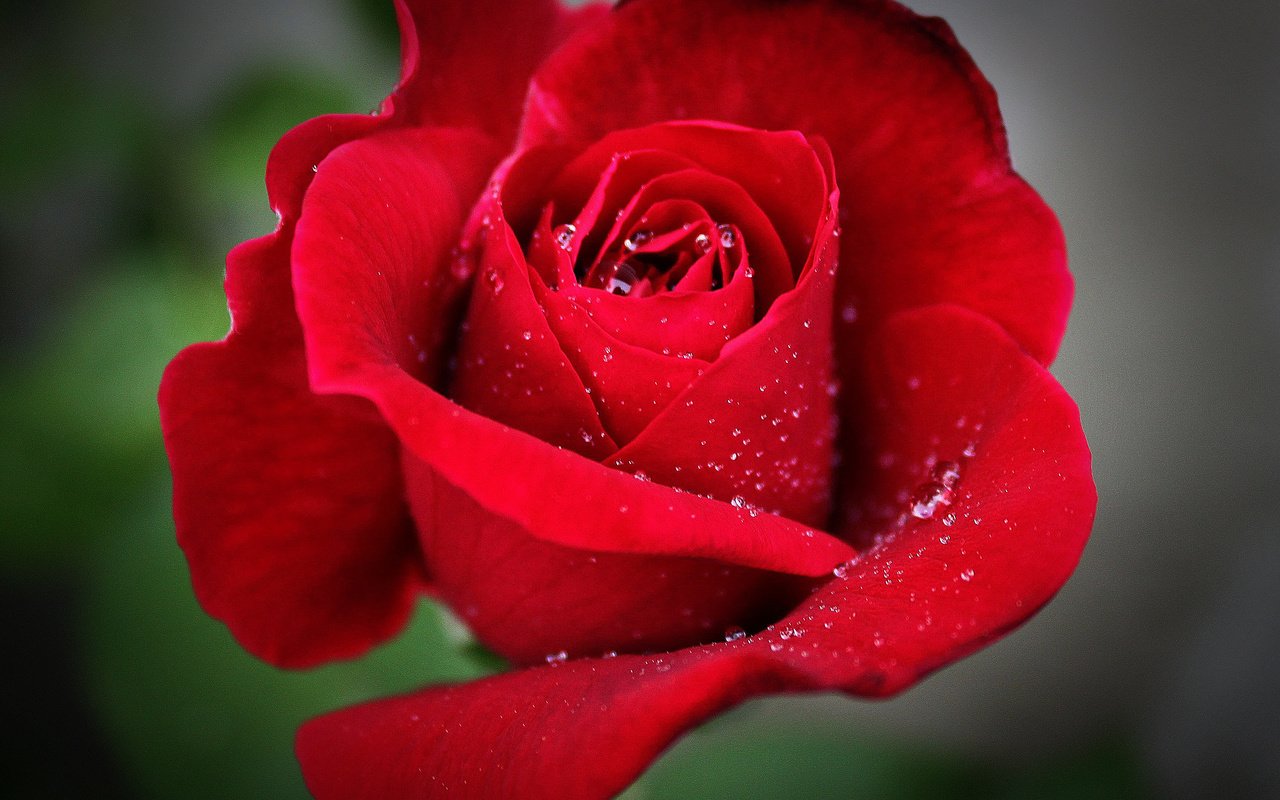 Обои макро, цветок, капли, роза, красная, красная роза, боке, makro, цветком, macro, flower, drops, rose, red, red rose, bokeh разрешение 3505x2853 Загрузить