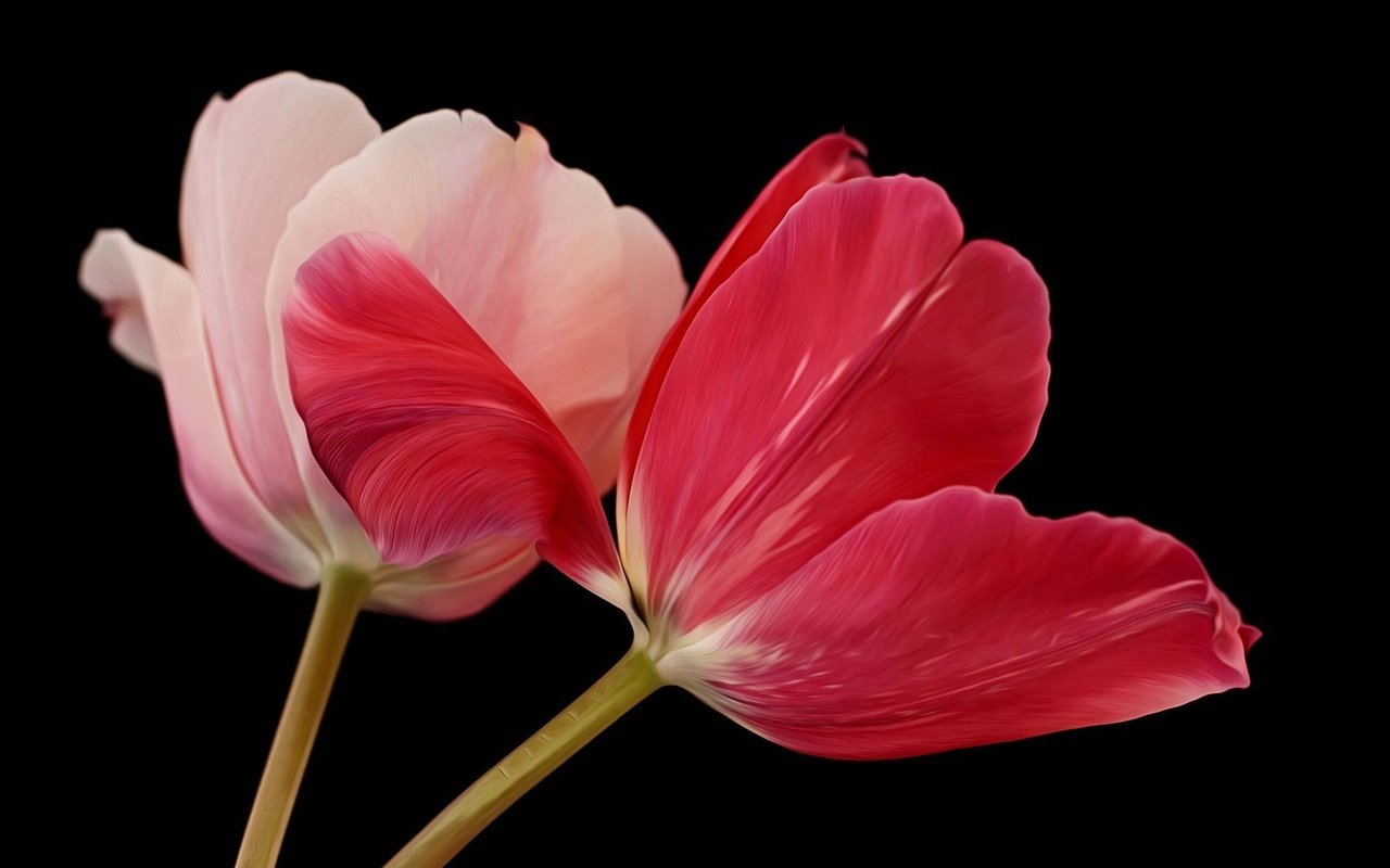 Обои цветы, черный фон, тюльпаны, flowers, black background, tulips разрешение 2048x1365 Загрузить