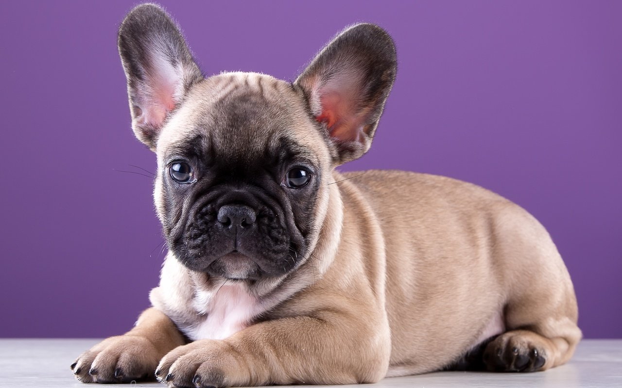 Обои щенок, порода, милый, французский бульдог, puppy, breed, cute, french bulldog разрешение 3000x1959 Загрузить