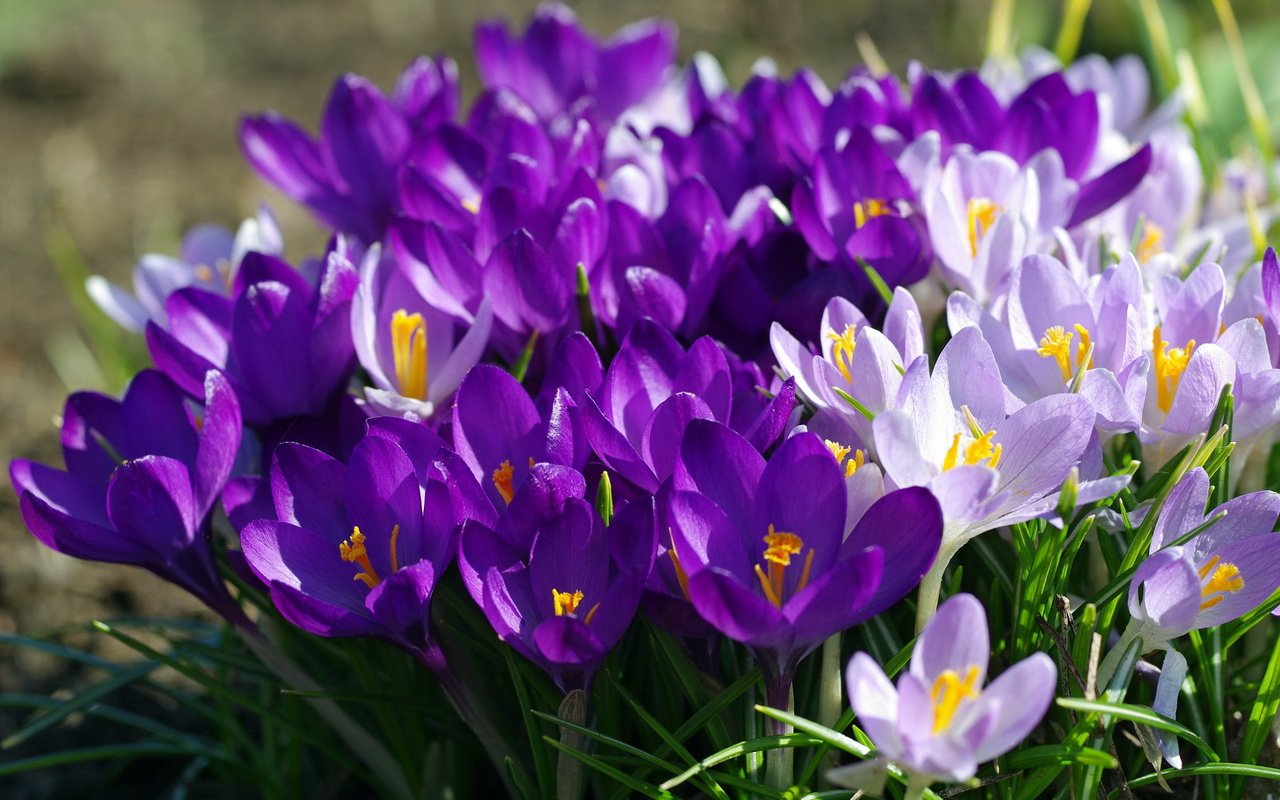Обои фиолетовый, весна, крокусы, purple, spring, crocuses разрешение 2232x1484 Загрузить