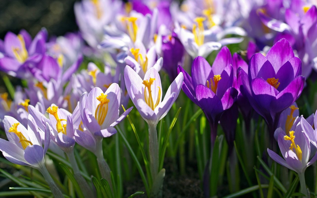 Обои цветы, макро, фиолетовый, весна, сиреневый, крокусы, flowers, macro, purple, spring, lilac, crocuses разрешение 2232x1484 Загрузить