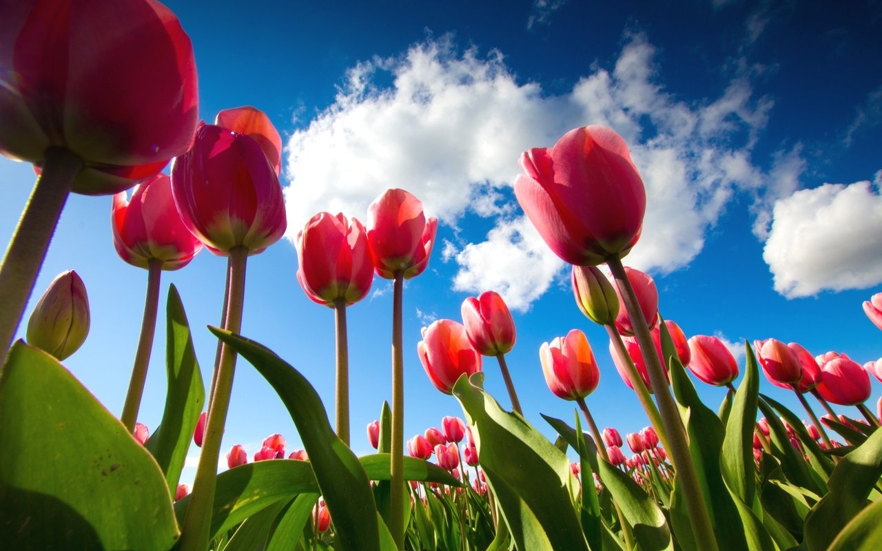 Обои небо, тюльпаны, ракурс, the sky, tulips, view разрешение 2048x1365 Загрузить